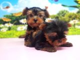 Teacup Yorkshi̇re Terri̇er Yavrular