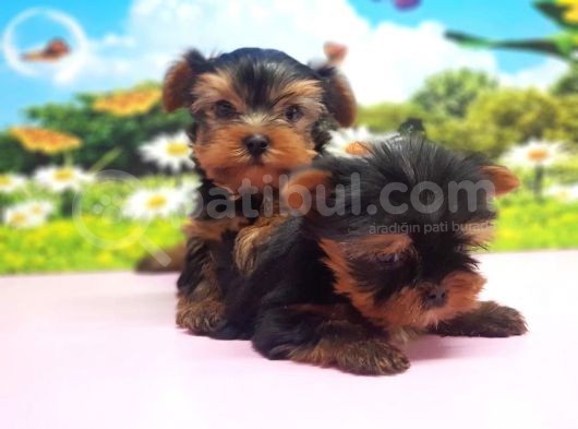 Teacup Yorkshi̇re Terri̇er Yavrular görsel