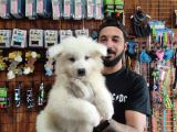 Ayi̇ Yavrusu Samoyed A Kali̇te Irk