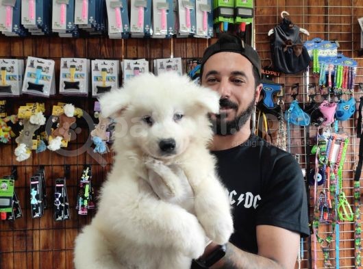 Ayi̇ Yavrusu Samoyed A Kali̇te Irk görsel