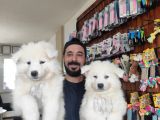 Ayi̇ Yavrusu Samoyed A Kali̇te Irk