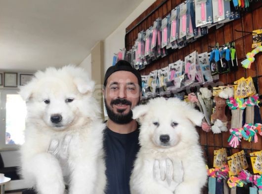 Ayi̇ Yavrusu Samoyed A Kali̇te Irk görsel