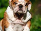 Şecereli İngiliz Bulldog Yavrularımız