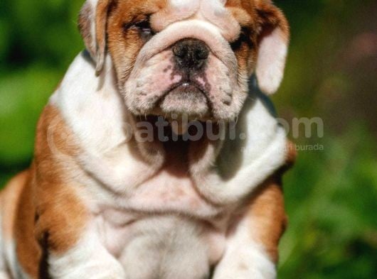 Şecereli İngiliz Bulldog Yavrularımız görsel