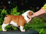 Şecereli İngiliz Bulldog Yavrularımız