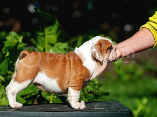 Şecereli İngiliz Bulldog Yavrularımız görsel