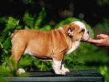 Şecereli İngiliz Bulldog Yavrularımız