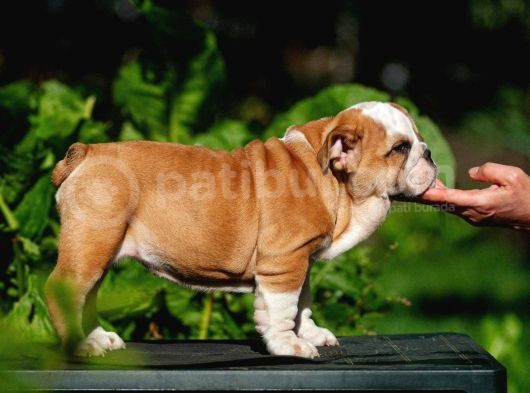Şecereli İngiliz Bulldog Yavrularımız görsel