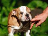 Şecereli İngiliz Bulldog Yavrularımız