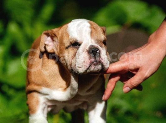 Şecereli İngiliz Bulldog Yavrularımız görsel