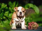 Şecereli İngiliz Bulldog Yavrularımız