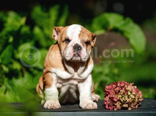 Şecereli İngiliz Bulldog Yavrularımız görsel