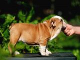Şecereli İngiliz Bulldog Yavrularımız
