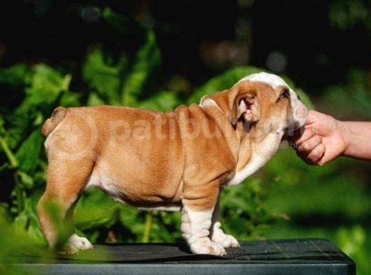 Şecereli İngiliz Bulldog Yavrularımız