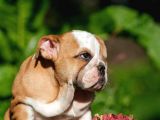 Şecereli İngiliz Bulldog Yavrularımız