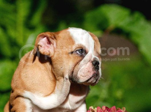 Şecereli İngiliz Bulldog Yavrularımız görsel