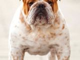 Şecereli İngiliz Bulldog Yavrularımız