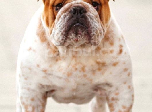 Şecereli İngiliz Bulldog Yavrularımız görsel