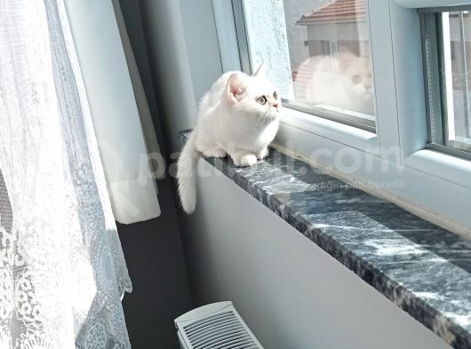 3 Aylık Kızımı Uyguna Sahiplendiriyorum görsel