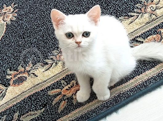 3 Aylık Kızımı Uyguna Sahiplendiriyorum görsel