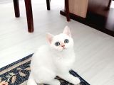 3 aylık kızımı uyguna sahiplendiriyorum