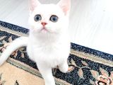 3 Aylık Kızımı Uyguna Sahiplendiriyorum