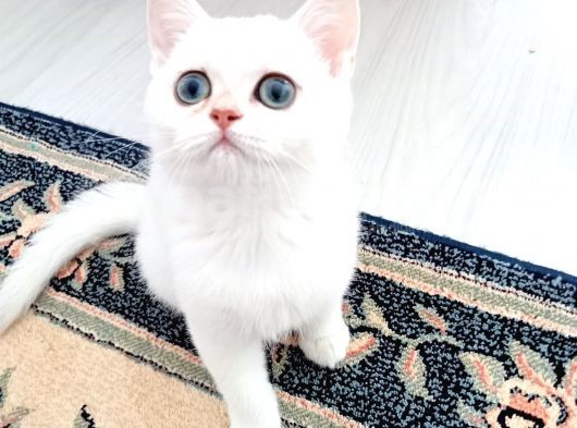 3 Aylık Kızımı Uyguna Sahiplendiriyorum görsel