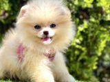 BİRİCİK BOO SURATLI POMERANİAN YAVRULAR