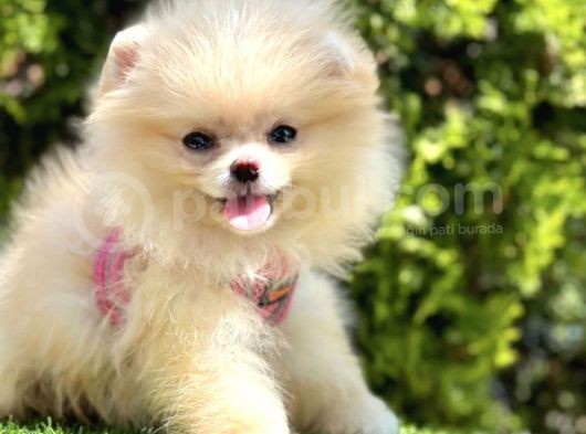 Bi̇ri̇ci̇k Boo Suratli Pomerani̇an Yavrular