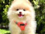 Bi̇ri̇ci̇k Boo Suratli Pomerani̇an Yavrular
