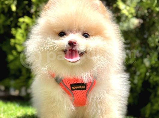 Bi̇ri̇ci̇k Boo Suratli Pomerani̇an Yavrular görsel