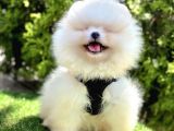 Bi̇ri̇ci̇k Boo Suratli Pomerani̇an Yavrular
