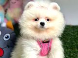 Bi̇ri̇ci̇k Boo Suratli Pomerani̇an Yavrular