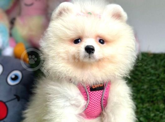 Bi̇ri̇ci̇k Boo Suratli Pomerani̇an Yavrular görsel