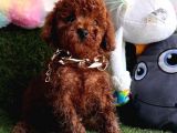 UYGUN FİYATLI KORE KANI TOY POODLE YAVRULAR