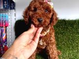 Uygun Fi̇yatli Kore Kani Toy Poodle Yavrular