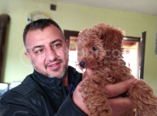 Safkan Poodle Yavruları Burkemden görsel