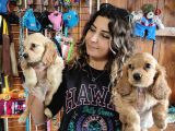 Ameri̇kan Cocker Bebekler Safkan