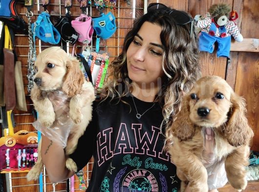 Ameri̇kan Cocker Bebekler Safkan görsel