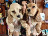 Ameri̇kan Cocker Bebekler Safkan