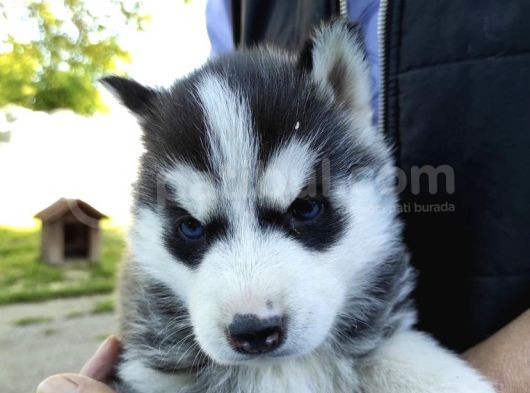Safkan A Kali̇te Husky Yavrulari görsel
