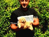 Safkan Poodle Yavruları Burkemden