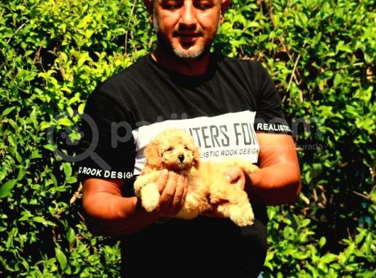 Safkan Poodle Yavruları Burkemden görsel