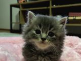 British shorthair Yavrular