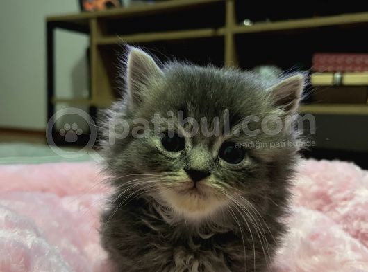 British Shorthair Yavrular