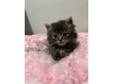 British Shorthair Yavrular
