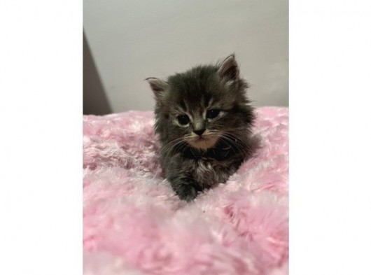 British Shorthair Yavrular görsel