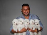 Safkan Samoyed  Yavruları Burkemden