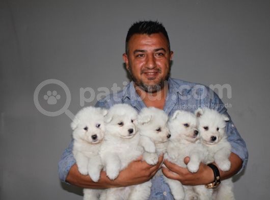 Safkan Samoyed  Yavruları Burkemden görsel