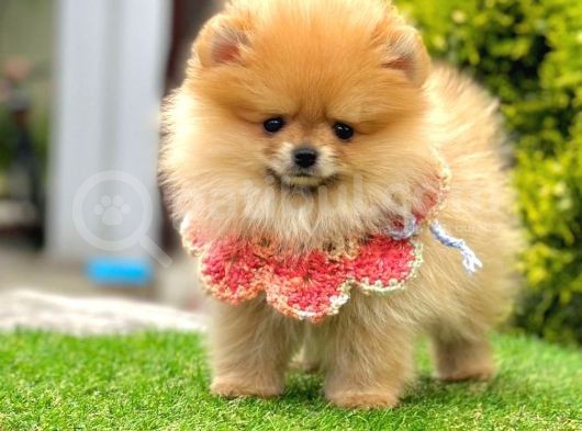 Safkan Pomeranian Boo Yavrularımız görsel